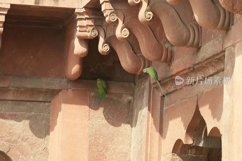 印度环颈鹦鹉/绿色鹦鹉栖息在印度北方邦阿格拉堡的红色砂岩屋檐上